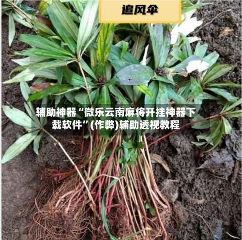 辅助神器“微乐云南麻将开挂神器下载软件”(作弊)辅助透视教程-第2张图片