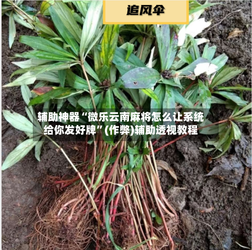 辅助神器“微乐云南麻将怎么让系统给你发好牌	”(作弊)辅助透视教程-第3张图片