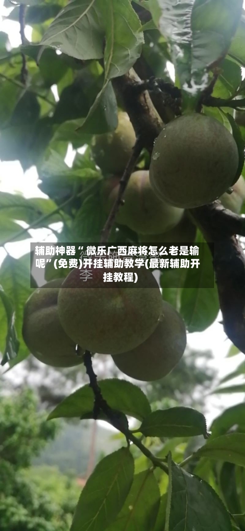 辅助神器“ 微乐广西麻将怎么老是输呢”(免费)开挂辅助教学(最新辅助开挂教程)