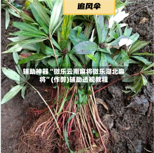 辅助神器“微乐云南麻将微乐湖北麻将”(作弊)辅助透视教程